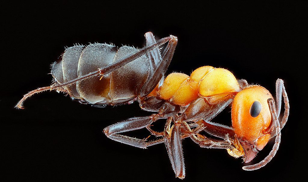 Ant Control service in Dallas, TX
