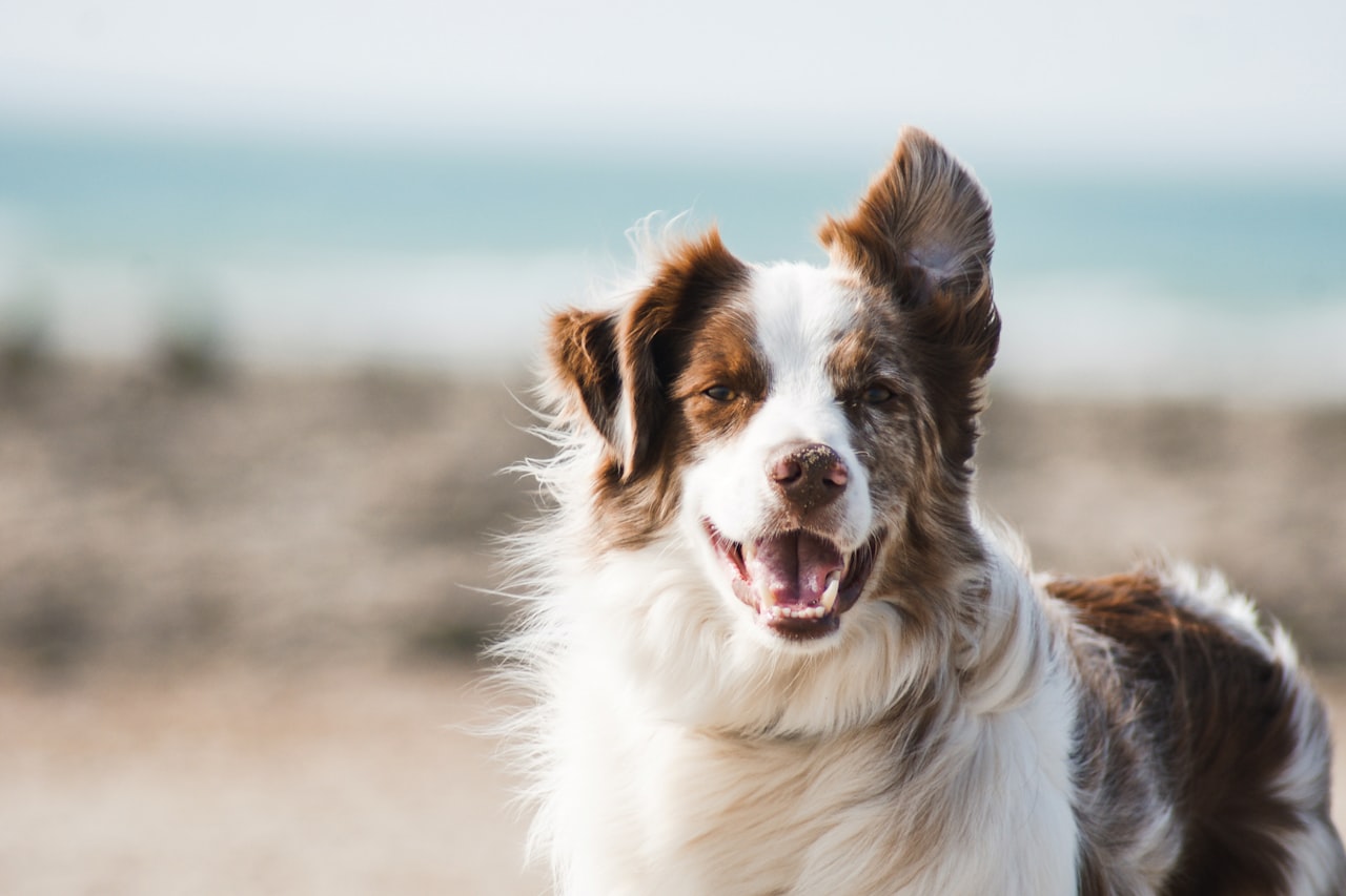 Flea & Tick Control service in Dallas, TX
