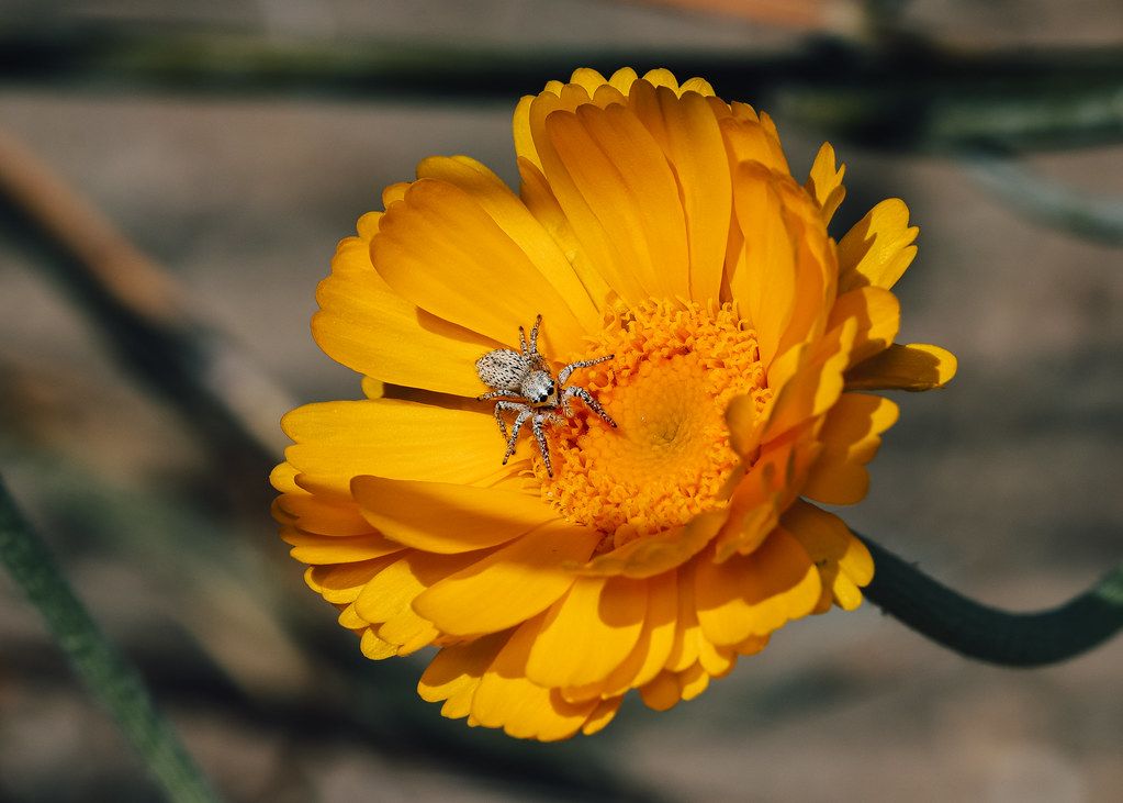 Spider Control service in Dallas, TX